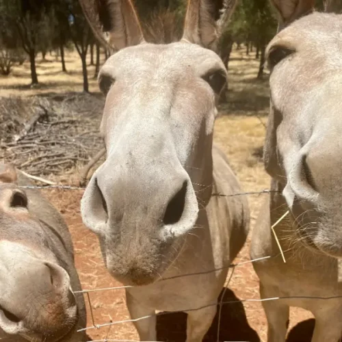 Shirley, Bonnie and Gracie