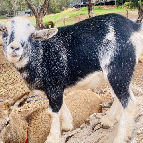 The Mischievous Angus